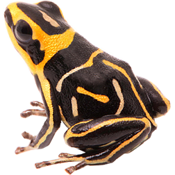 Fantastica Yellow